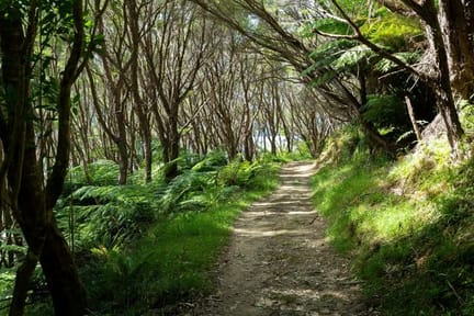 Queen-Charlotte-Track-New-Zealand-Forest-Trail
