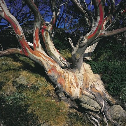 Snowy Mountains walk Snow Gum
