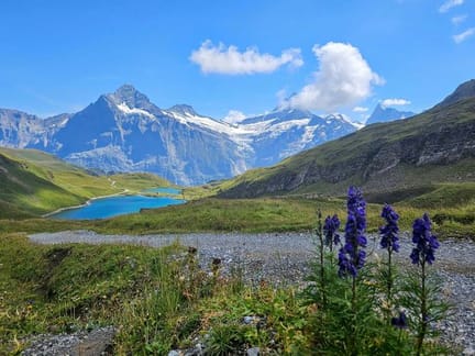 Scenic view of Grindelwald Alps with Meadow Flora.jpg