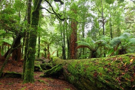 Tarkine-forest