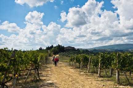 Tuscany Vineyards.jpg
