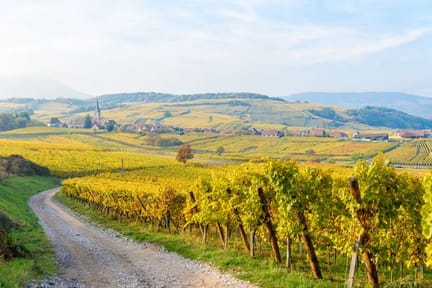 Vineyards at Mittelbergheim and Andlau