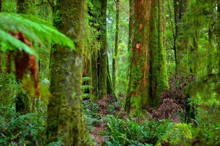 cradle mountain walking tours