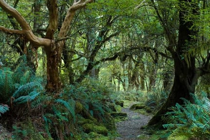 Primeval,Forest,On,Kepler,Track,,Fiordland,,New,Zealand