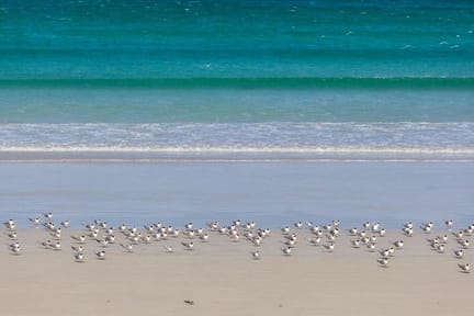 Beach on Great South West Walk with seagulls