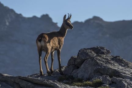 northern camino spain asturias picos de europa chamois