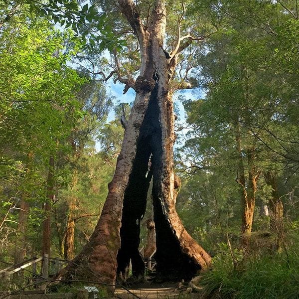Bibbulmun-Track-Day Giant Tingle tree
