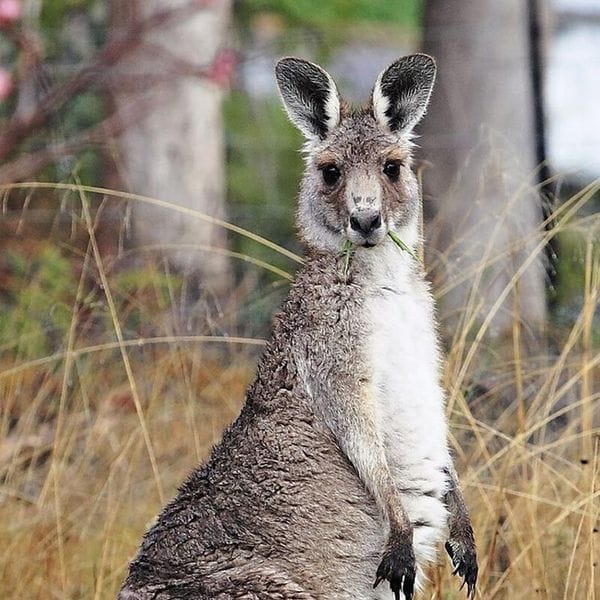 Bibbulmun Track wallaby