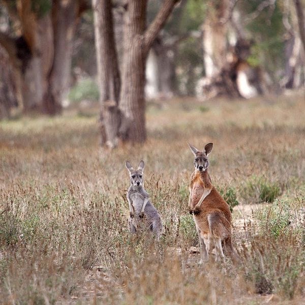 Flinders-Ranges walking tour red kangaroo