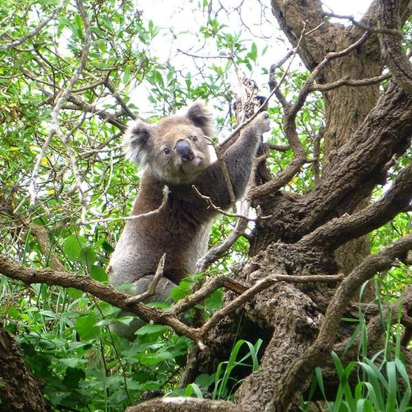 Great-South-West-Walk Koala