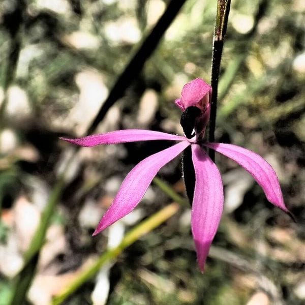 Great-South-West-Walk-Highlights-Day-8
