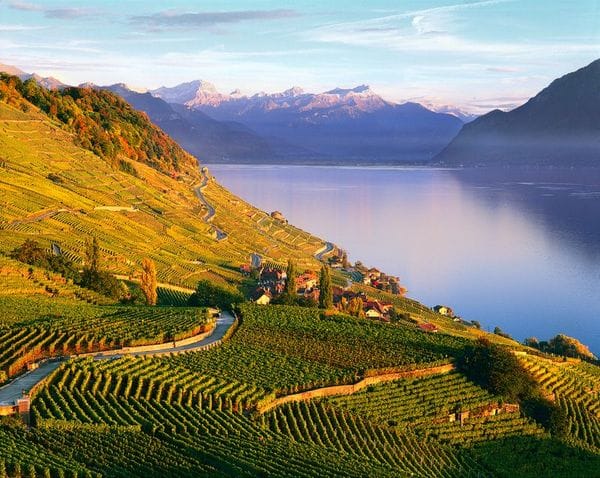 Lavaux Vineyards in Francigena