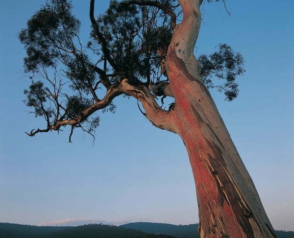 Gum Tree at Ovens River Great Alpine walk