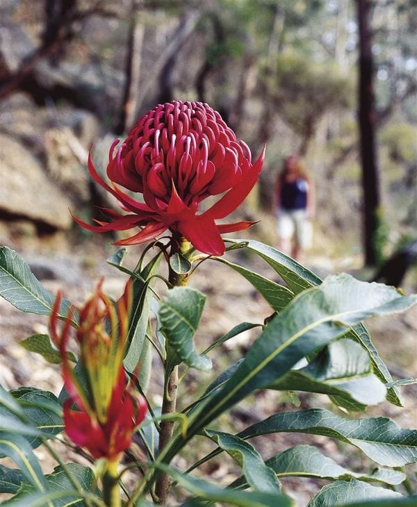 Blue Mountains waratah