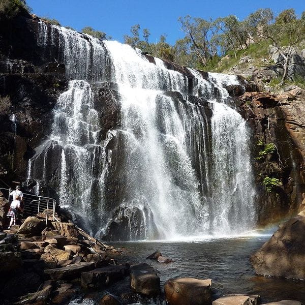 elephant hide grampians