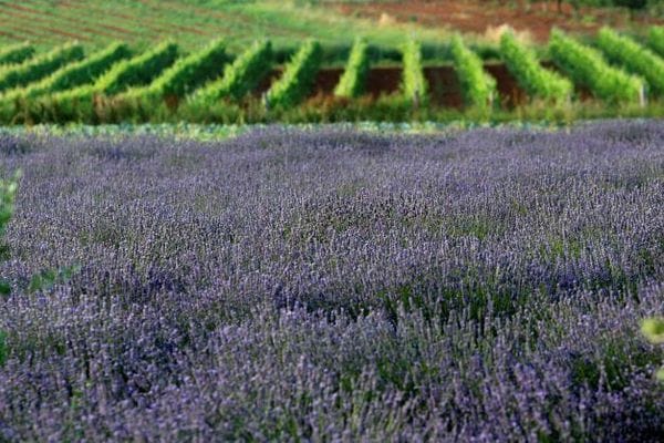 laqvanda i vinograd Vineyard and Lavender Istria Croatia