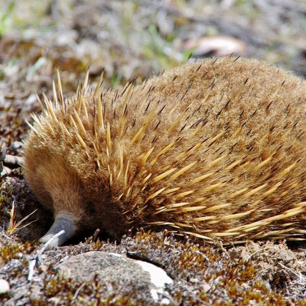 multi day walks tasmania