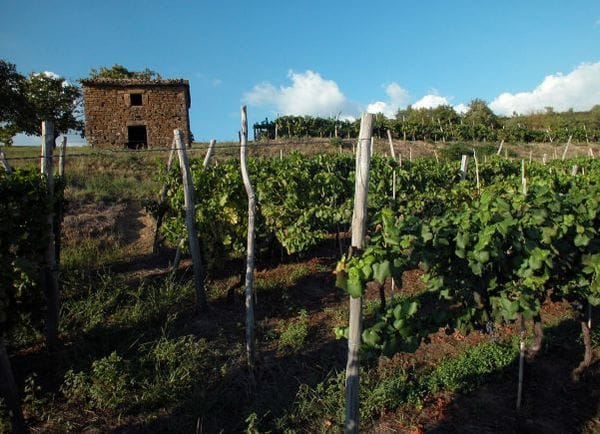 vinograd vineyard Istria Croatia