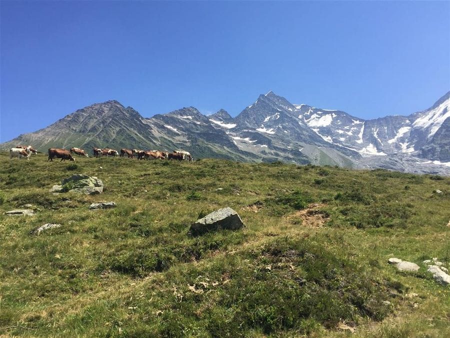 cows on the Tour du Mont Blanc