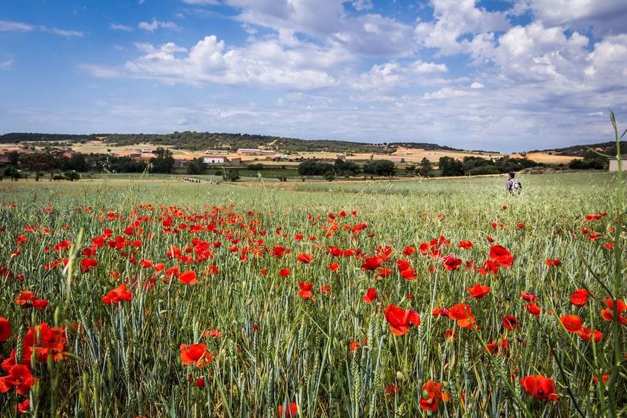 Field of Posies red Camino sm