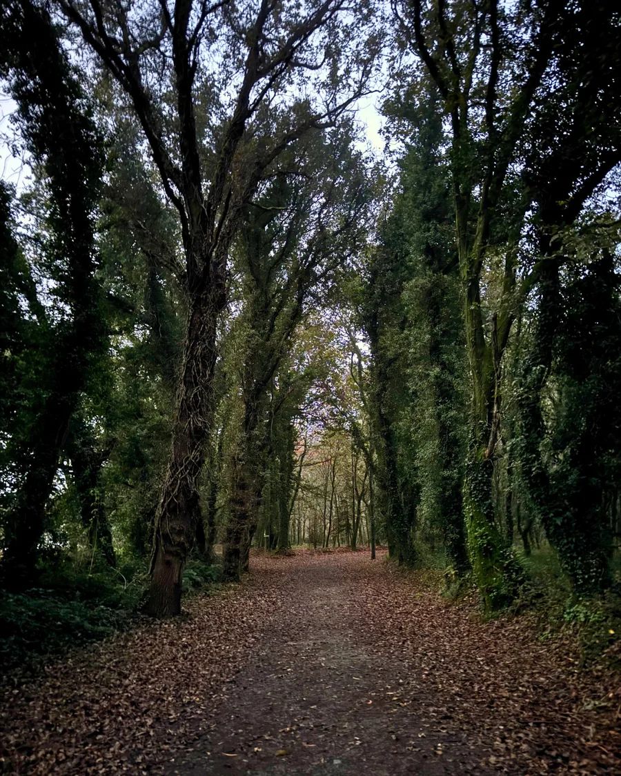 Palas de Rei to Arzua