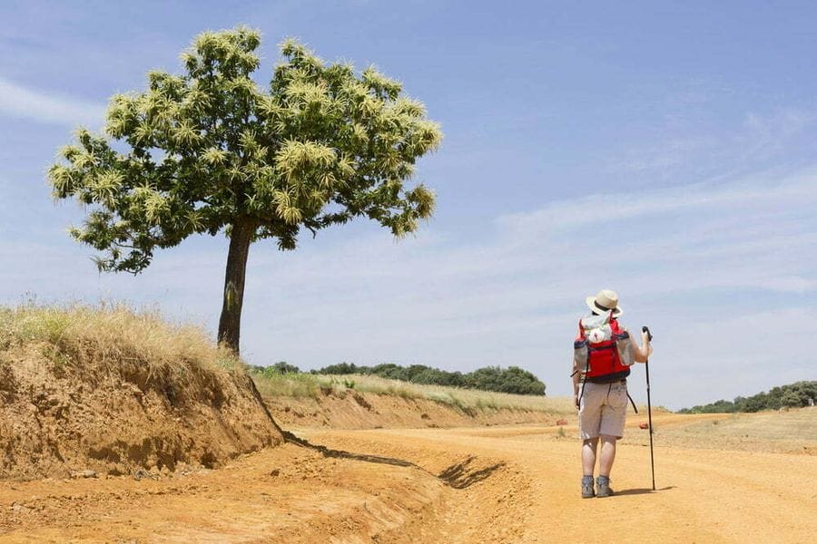 Camino pilgrim