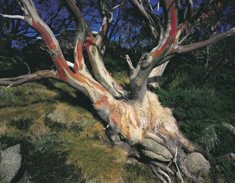 Snowgum in the Snowy Mountains