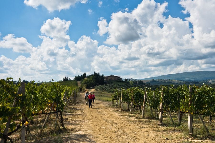 Tuscany Vineyards.jpg