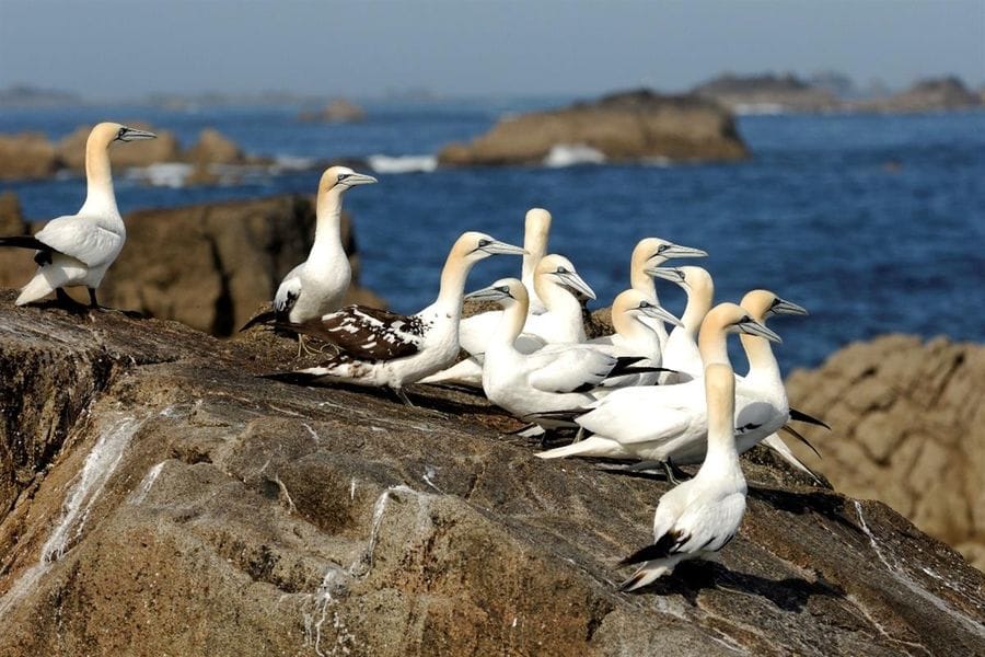 birds 7 islands archipel, Brittany France - Walk inn