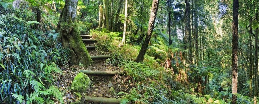 hiking tracks blue mountains
