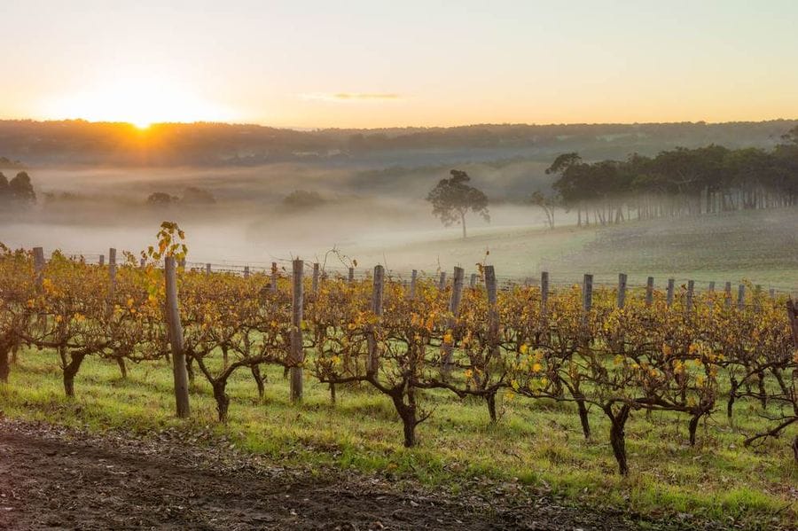 Vineyard Cape to CApe