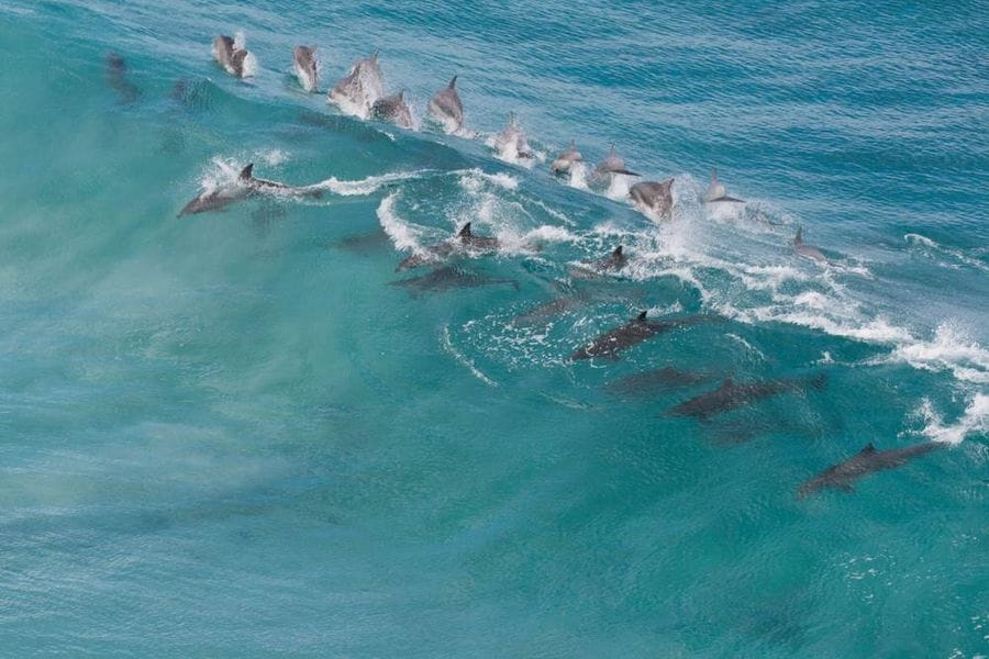 Dolphin on Kangaroo Island Wilderness Track