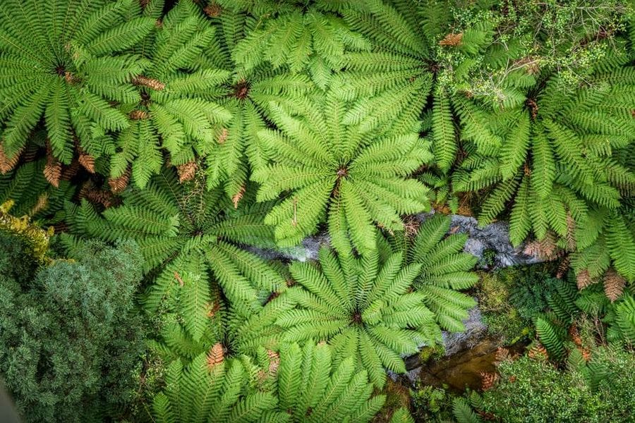 Tree Ferns Great Ocean WAlk