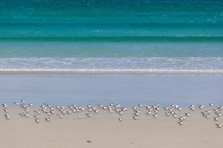 Beach on Great South West Walk with seagulls