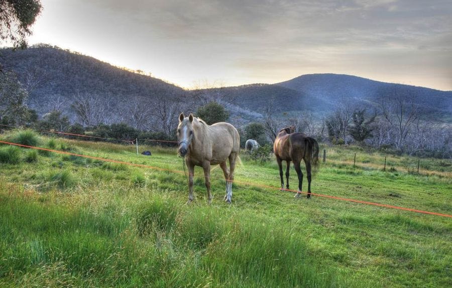 Brumbies Thredbo River Dead Horse Gap Snowy Mountains