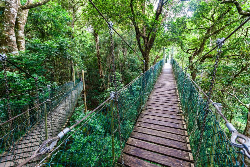 Gold Coast Hinterland Rainforest