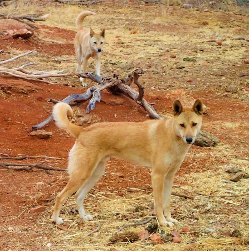 Dingoes on the Larapinta Trail
