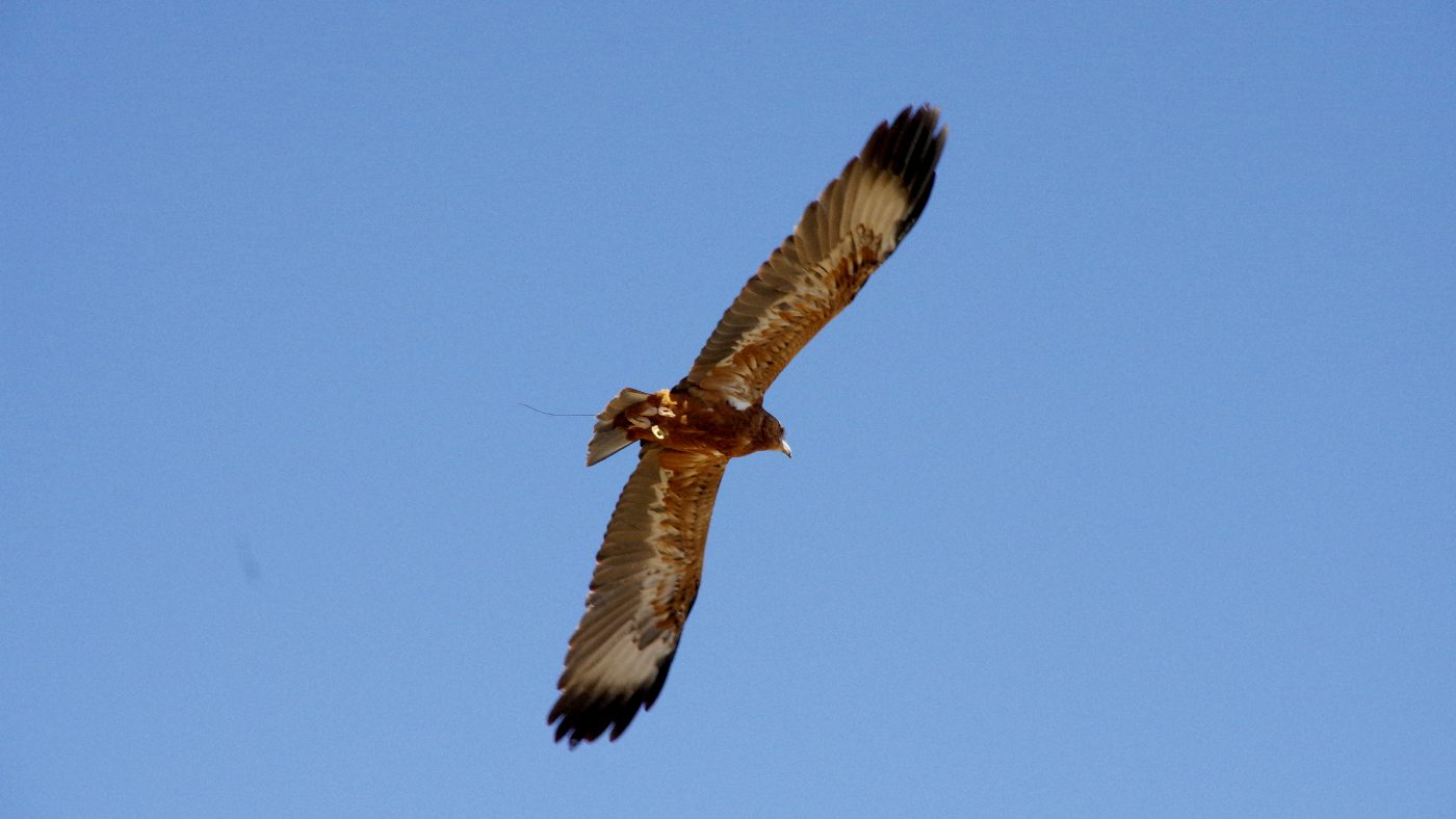 Wedge tailed eagle on the Larapinta Trail