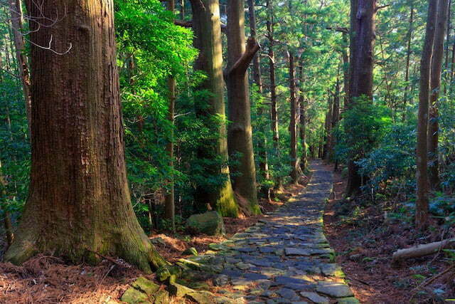 Forest path along kumano kodo