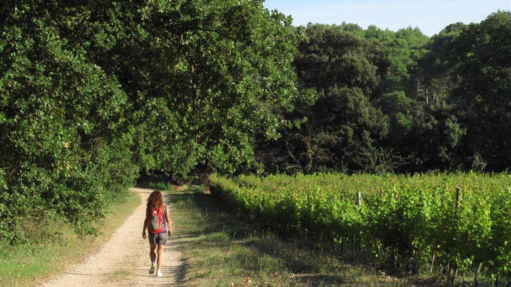 Walker exploring Provence on a walking holiday