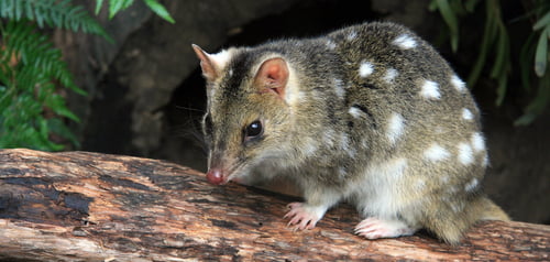 Eastern Quoll