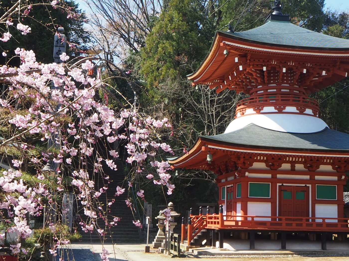 Cherry Blossom season a great time to walk