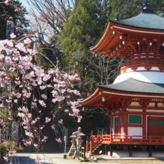 Cherry Blossom season a great time to walk