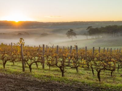 Vines in a winery in the Margaret River area